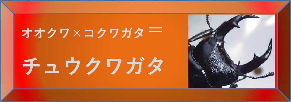 昆虫ウォッチング -作出したチュウクワガタ-選択SW